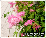 ���R�����H�ɍ炭�V���c�P�\�E